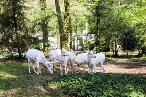 Natur mit allen Sinnen – von Spielwald bis Ziegen-Wellness