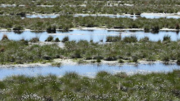 IVG kritisiert geringe Dialogbereitschaft zur Torfnutzung im Aktionsprogramm Natürlicher Klimaschutz