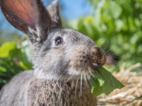 Tierische Ostern im Natureum