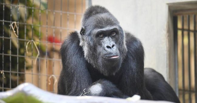 Gorilla Faddama gestorben