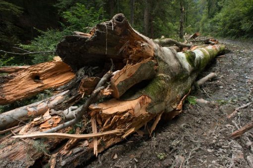 Von wegen nachhaltig: Enttäuschende Ergebnisse nach EU-Energie-Trilog