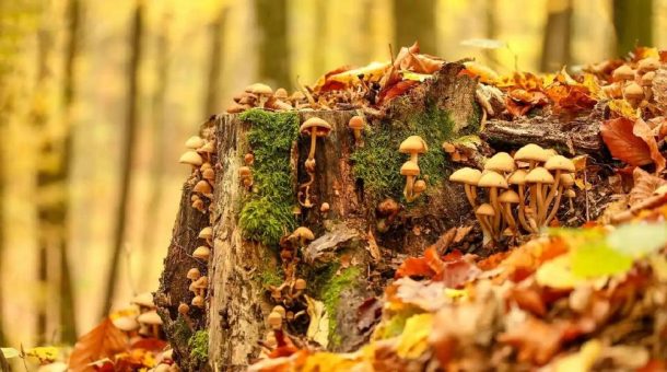 Die Vorteile von Pilzen als Supplement! Naturecan erklärt
