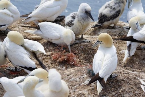 Kunststoffmüll in der Nordsee – Dreharbeiten auf Helgoland für digitales Bildungsprojekt