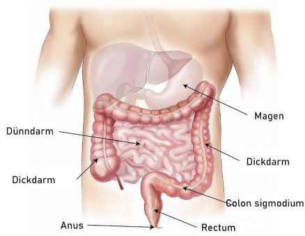 Magen-Darm Symptome bei Parkinson