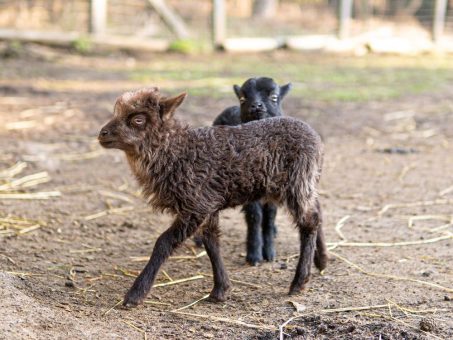 Pflanzen- und Kunsthandwerkermarkt im Wildpark Müden am 22. und 23. April 2023