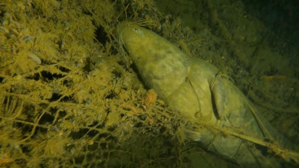 Geisternetz tötet Kegelrobbe vor Rügen