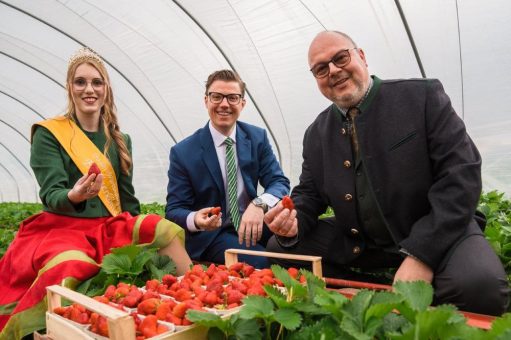 Erste Erdbeeren aus der Region