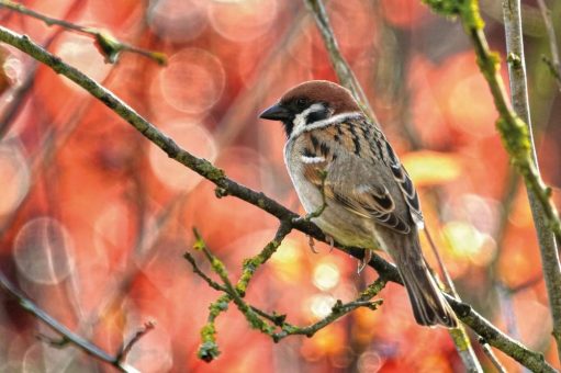 Heimische Vögel im Fokus