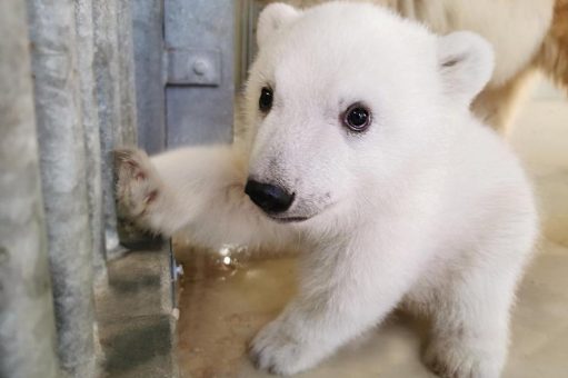 Hagenbeck hat ein Eisbärenbaby