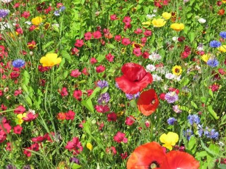 Bad Oeynhausen blüht auf: Stadtwerke sorgen für Farbenpracht und Artenvielfalt in der Kurstadt