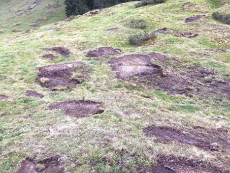 Mulchregelung bedroht Biodiversität im Alpenraum