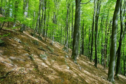 Durch Wald, Wiesen und Reben