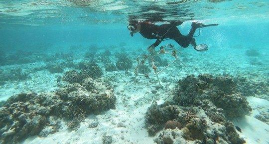 Einsatzort Unterwasserwüste: Helfende Hände für weltweit größtes Korallenwiederaufbau-Programm gesucht