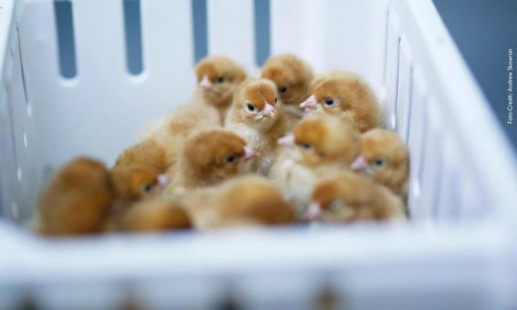 Kükentöten: Verbraucher- und Tierschutzorganisationen erstatten Strafanzeige gegen Brüterei