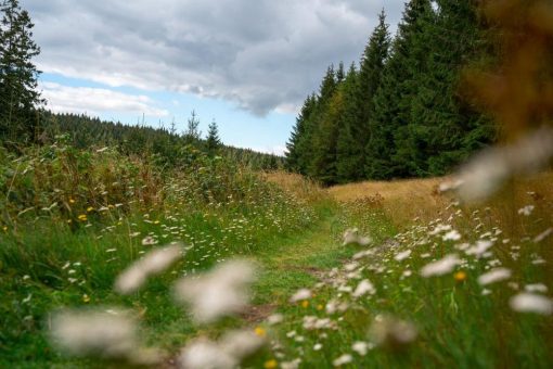 Kurzwanderung um den Eichenberg mit Blick durch das Burgberg-Diaskop