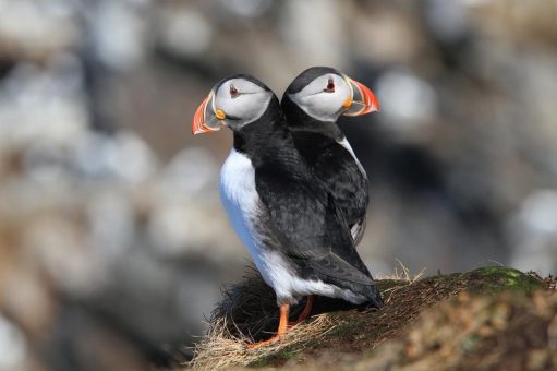 Rekord: Über 40 000 Papageitaucher auf Skomer-Island