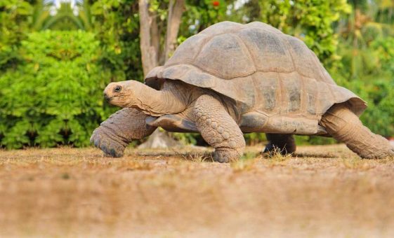 Von der kleinsten Hauptstadt bis zur größten Kokosnuss: Die Seychellen in Superlativen