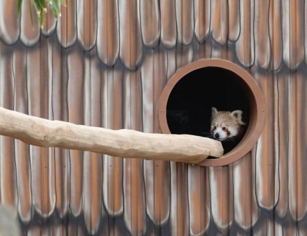 Roter Panda im Serengeti-Park angekommen – Khusi erkundet erstmals ihr neues Zuhause