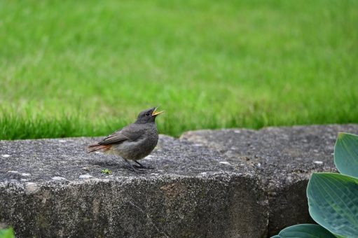 Birdingtours bittet: Hände weg von Jungvögeln!