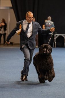 Tierisch was los zur Rassehunde- und Rassekatzen-Ausstellung am 3. und 4. Juni in der Messe Erfurt