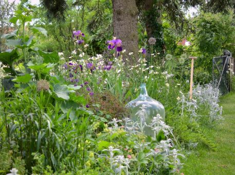 Wo Gottesauge, Madonnenlilie und Judassilberling zu finden sind: Landesweite Aktion „Offene Gärten“ zieht Pflanzenliebhaber an