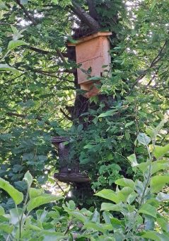 Garten-Workshop und Fledermaus-Beobachtung