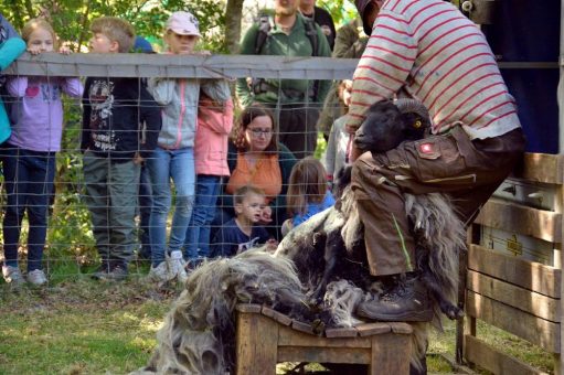 Schafe und Schnucken – Scheren und Schutz!