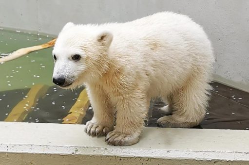 Hagenbecks Eisbärenbaby auf Tauchgang