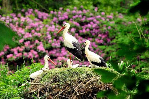 Glücksbringer Weißstorch