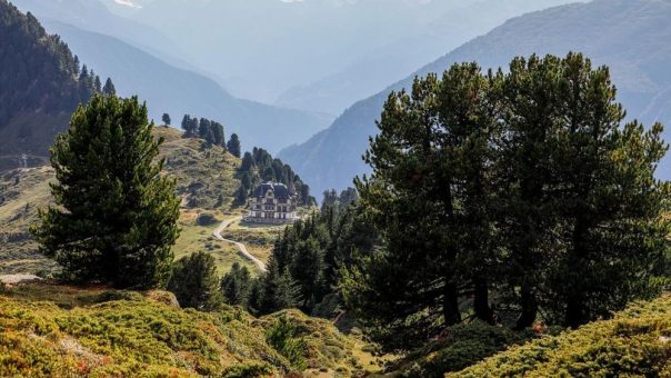 90 Jahre Aletschwald: spannende Ausflüge in einen der lebendigsten Schweizer Bergwälder