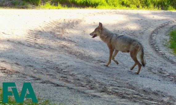 Wolfnachwuchs im Schwarzwald bestätigt