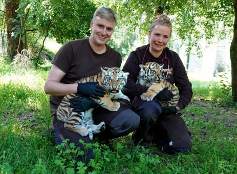 Erstmals Nachwuchs bei den Sibirischen Tigern im Serengeti-Park