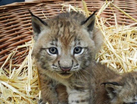 Junge Wilde im Wildpark Schwarze Berge