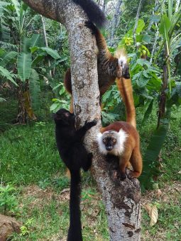 Karawane organisiert Rundreisen durch Madagaskar