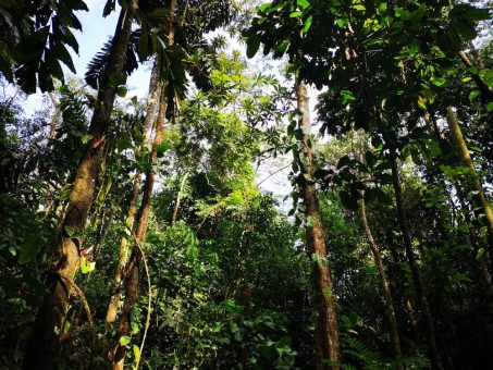 Private Urwaldexpedition in Peru: Der Manu Nationalpark feiert 50jähriges