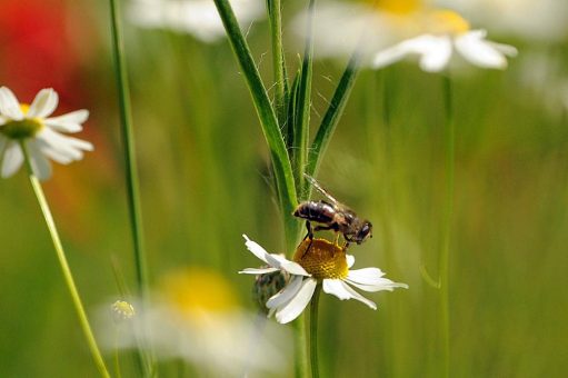Es werde bunt –  Artenvielfalt in Schleswig-Holstein!
