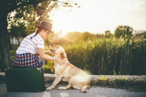 Vier Pfoten auf Reisen: Tierfreundliche Destinationen für den Urlaub mit Haustier