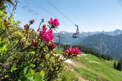 Bergfest zur Alpenrosenblüte