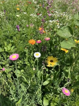 Blühstreifen mitgestalten – Hilcona engagiert sich für die Biodiversität