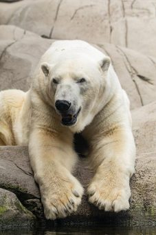 Eisbär Kap verlässt Hagenbeck