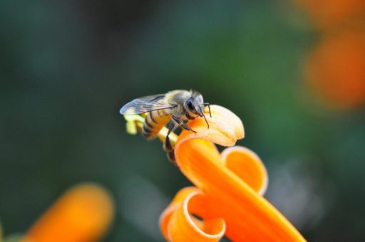 Online-Verkostung und Diskussion am Weltbienentag: Eine bienenfreundliche Welt für das Leben der Bienen!