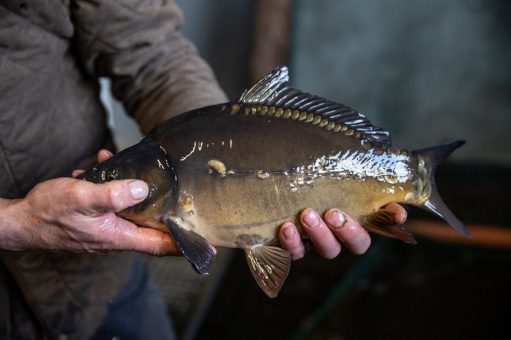 Am Beispiel Fisch – mehr Mut zur Vielfalt!