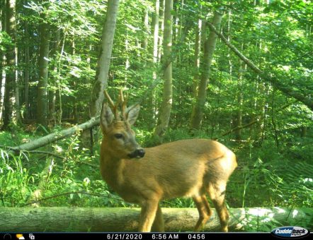 Nationalparke zählen Huftiere – Bundesweites Wildtiermonitoring liefert erste Ergebnisse und startet direkt in die zweite Runde