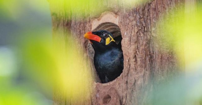 Erfreuliches aus dem Vogelhaus