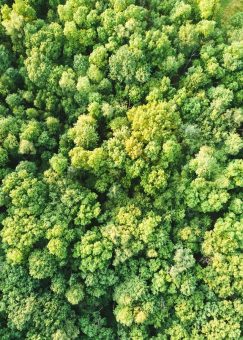 Tag des Waldes: Der klimastabile Wald der Zukunft braucht die Forstwirtschaft
