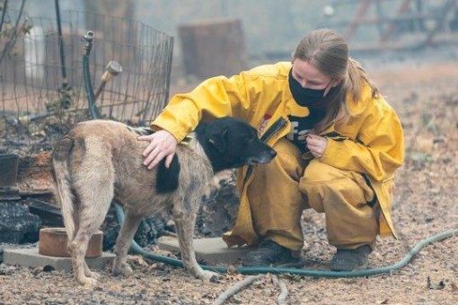 Klimawandel: Tiere müssen beim Katastrophenschutz berücksichtigt werden