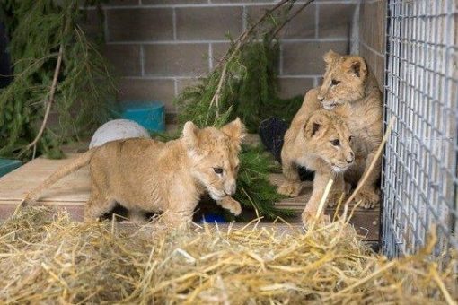 Raubkatze in Brandenburg – Exotische Haustiere ein wachsendes Problem in Europa