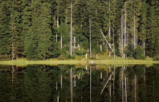 Im Dienst von Mensch und Natur: Welt-Ranger-Tag auch im Nationalpark Schwarzwald
