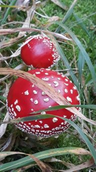 Geführte Pilzlehrwanderung mit geprüftem Pilzsachverständigen ab September  Hans Manhart entdeckt mit seinen Teilnehmern die faszinierende Welt der Pilze