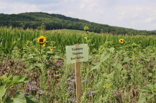 Blühendes Engagement für Bienen